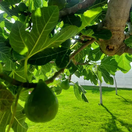 Capitani Casa di campagna Torre Canne